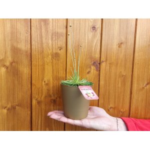 Syngonantus (Syngonanthus chrysanthus) ´MIKADO´ - výška 10-20 cm ⌀ 10 cm, kont. P11